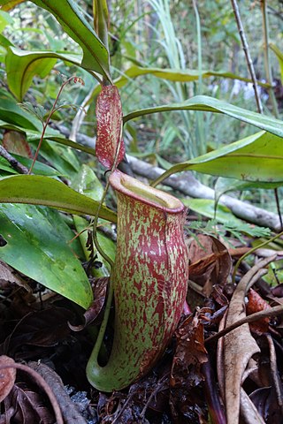 <i>Nepenthes <span style="font-style:normal;">×</span> kuchingensis</i> Species of carnivorous plant