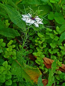 Nigella damascena Habitus