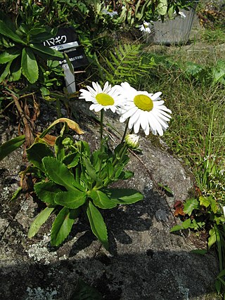 <i>Nipponanthemum</i> Genus of flowering plants