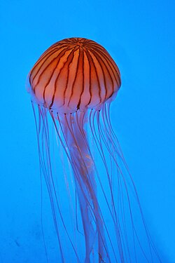 Chrysaora melanaster akvaariossa
