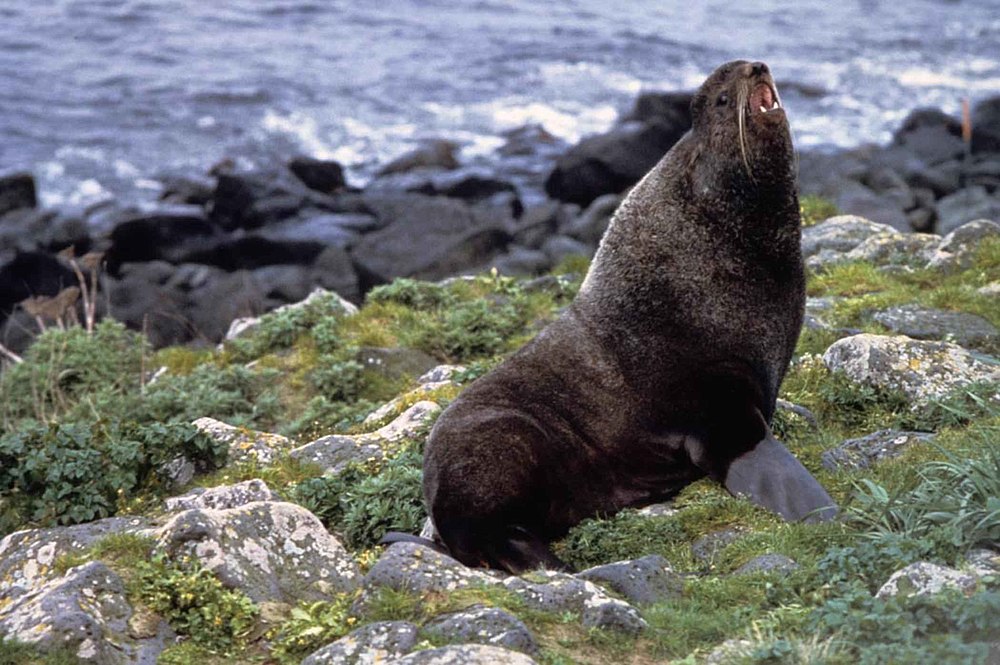 The average adult size of a Northern fur seal is  (5' 9