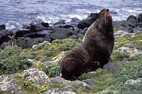 Northern fur seal callorhinus ursinus.jpg