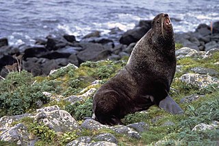 <span class="mw-page-title-main">Northern fur seal</span> Only fur seal in the northern hemisphere