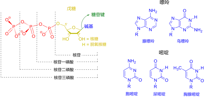 核苷酸的结构