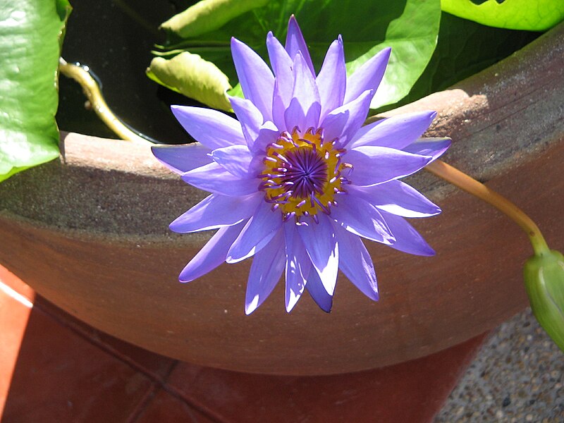 Nymphaea caerulea – Wikipedia