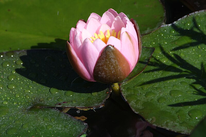 File:Nymphaea sp. (or hybrid) 8.jpg