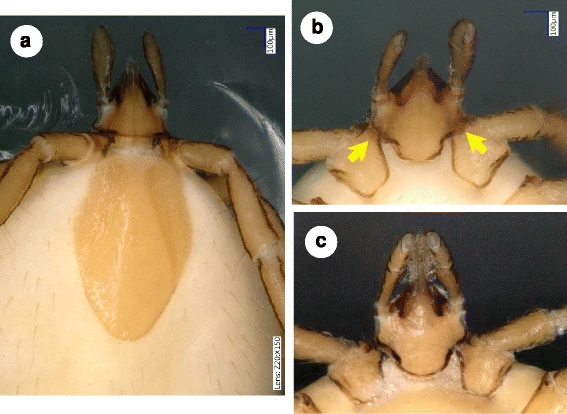 Datei:Nymphs of Ixodes collaris (paratype No. 2) (a, b) and I. vespertilionis (c).webp