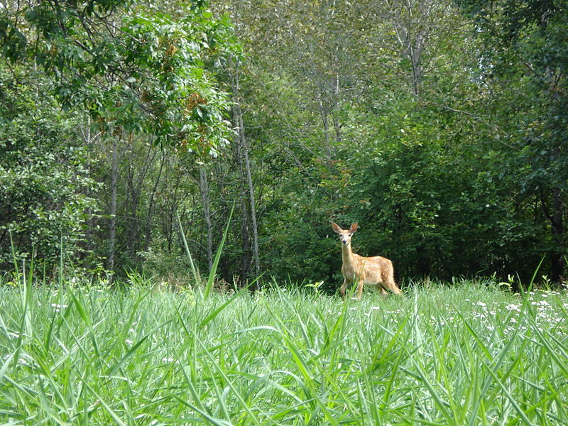 File:Odocoileus virginianus, Fawn.jpg