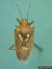 Oebalus ypsilongriseus01.jpg