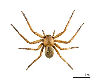 <i>Olios argelasius</i> Species of spider