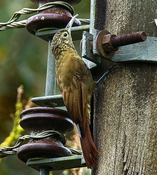 File:Olive-backed Woodcreeper - Ecuador S4E3621 (16568144480) (cropped).jpg