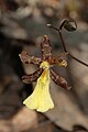 Oncidium brachyandrum