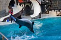 * Nomination One of the last captivated Dolphins of Canada (by Fabian Roudra Baroi) --Wasiul Bahar 19:17, 13 December 2022 (UTC) * Decline Too noisy and tilted --Poco a poco 14:41, 14 December 2022 (UTC)  Oppose as above --Charlesjsharp 23:06, 17 December 2022 (UTC)