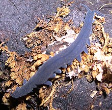 The velvet worm (Onychophora) is closely related to arthropods Onycophora.jpg