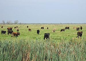 Oostvaardersplassen cattle.jpg