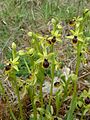 Ophrys araneola France