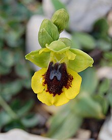 Ophrys lutea zingaro 164.jpg