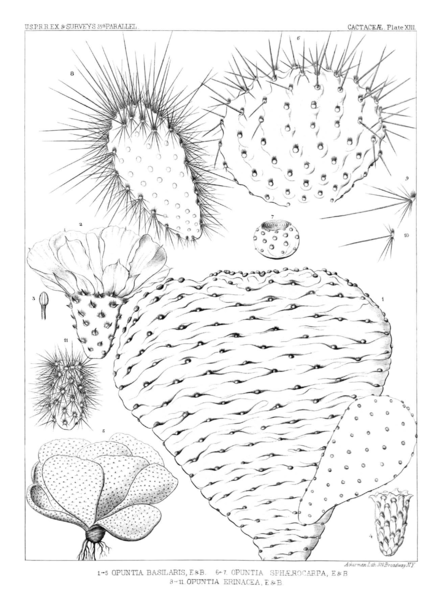 Opuntia basilaris, Opuntia sphaerocarpa, Opuntia erinacea Opuntia Basilaris Plate XIII.png