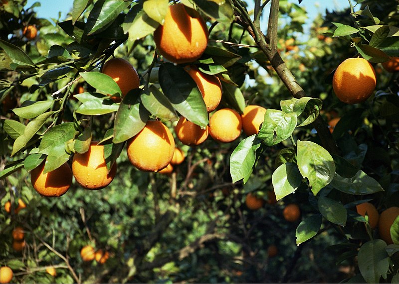 Fichier:Oranges at kibbutz close up.jpg