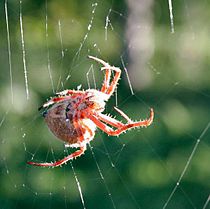 Orb weaver spider day web2.jpg