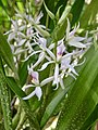 Prosthechea glumacea