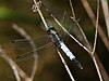 Orthetrum albistylum