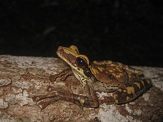 <i>Osteocephalus planiceps</i> Species of frog