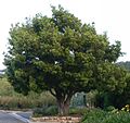Afrocarpus属の樹形