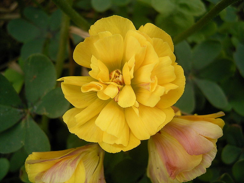 File:Oxalis pes-caprae pleniflora (San Andrés y Sauces) 07 ies.jpg