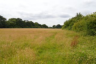 Oxley Meadow Essex Wildlife Trust Nature reserve