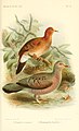 Blue-eyed ground-dove