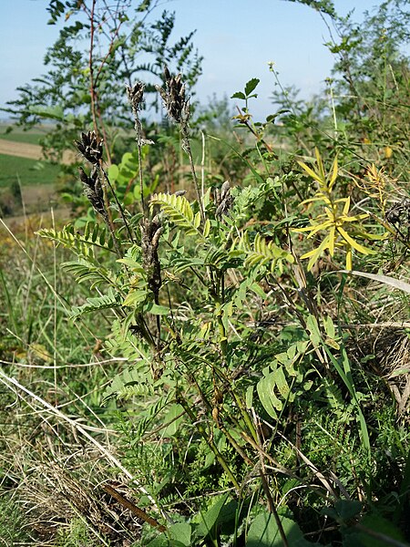 File:Oxytropis pilosa sl51.jpg