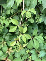 P. quinquefolia with three, four, and five leaflets