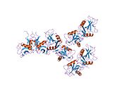 1ypo: Human Oxidized Low Density Lipoprotein Receptor LOX-1 P3 1 21 Space Group