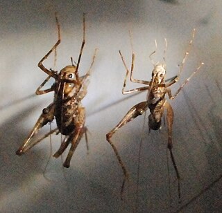 <i>Troglophilus</i> Genus of cricket-like animals