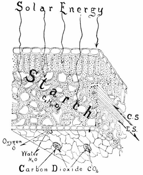 File:PSM V56 D0737 Magnified leaf illustrating photosynthesis.png