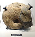 Pachydiscus japonicus