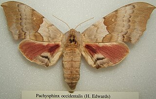<i>Pachysphinx occidentalis</i> Species of moth