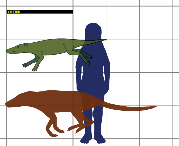 File:Pakicetus SIZE.png