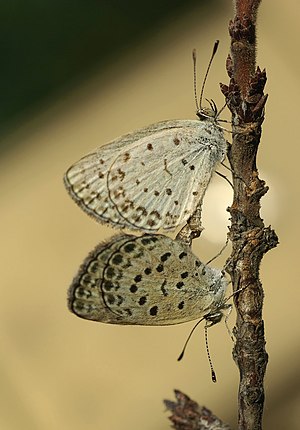 Pale Grass Blue