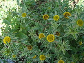 Beschrijving van de afbeelding Pallenis spinosa 3.JPG.