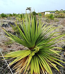 Juvenile plant growing at Anse Quitor Nature Reserve showing its clear, vigorous spiral Pandanus heterocarpus at Anse Quitor Nature Reserve 1.jpg