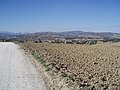 Panorama marchigiano da Castelleone di Suasa 4