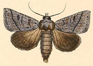 <i>Pantydia canescens</i> Species of moth