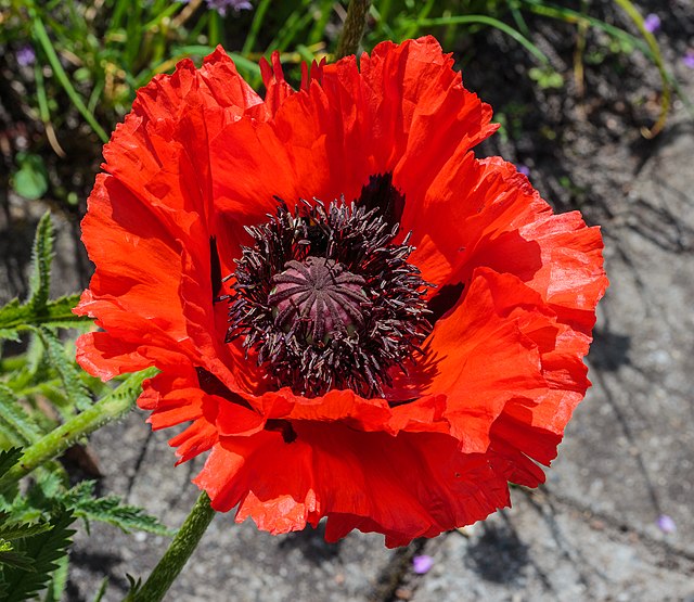 Цветок мака восточного (Papaver orientale)