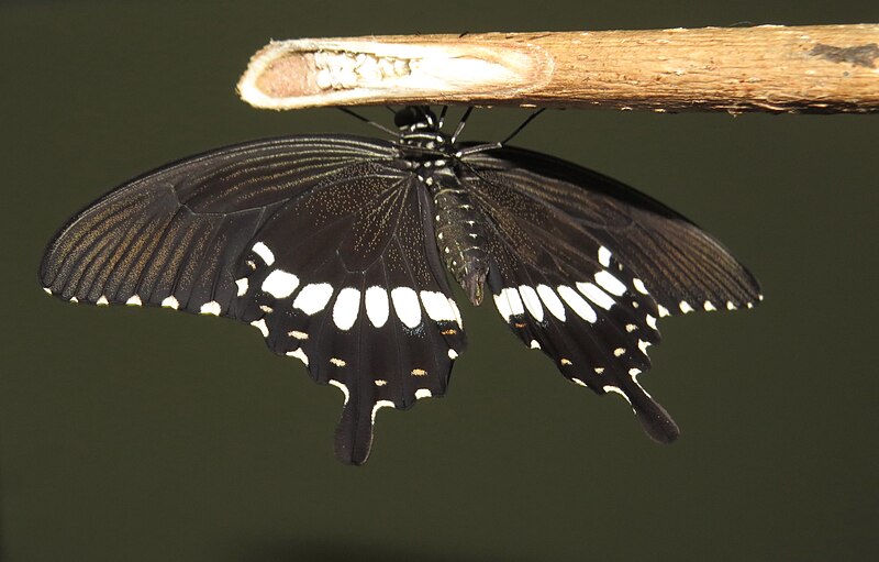 File:Papilio polytes - Common Mormon life cycle newly eclosed (38).jpg