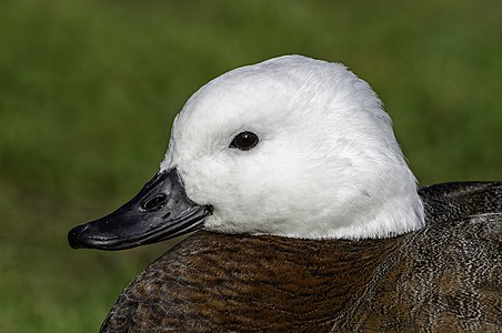 Husice rajská (Tadorna variegata, samice)