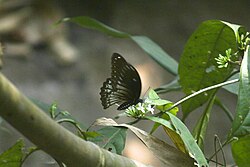 Partial open wing Nectaring of Papilio castor Westwood, 1842 – Common Raven (Female).jpg
