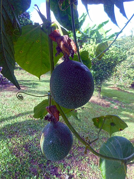 File:Passiflora ligularis - Granadilla 03.jpg