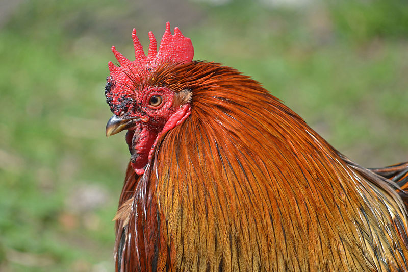 File:Paulx - Bantam rooster (2).jpg